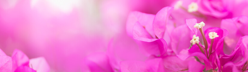 Close up nature beautiful view pink Bougainvillea on blurred greenery background under sunlight...
