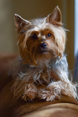 dog breed Yorkshire Terrier standard