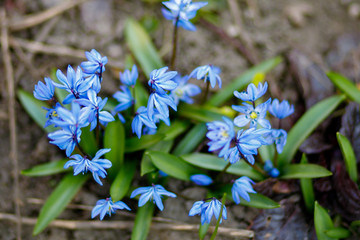  Spring awakening of nature, bright colors of spring