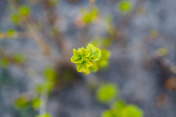  Spring awakening of nature, bright colors of spring