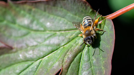 abeille 