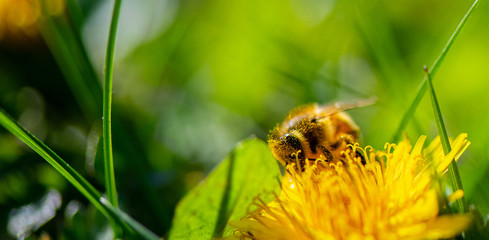 dent de lion et abeille 