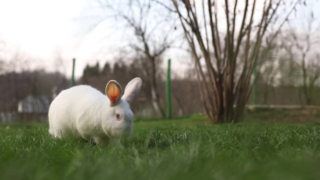 White rabbit eating grass in the yard