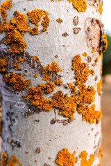 Orange lichens growing in the bark of a tree.