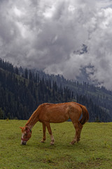 Fototapeta na wymiar Horse grazing in grass land