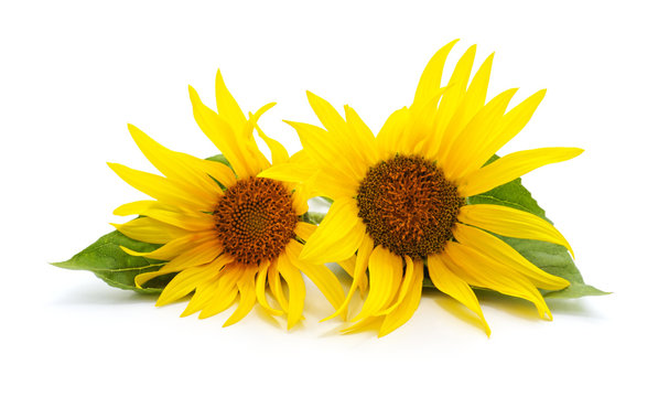 Two sunflowers with leaves.