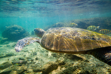 Obraz na płótnie Canvas A large green turtle swims underwater in the Indian Ocean.
