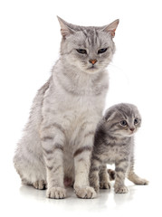 Fototapeta premium Kot z kotkiem.