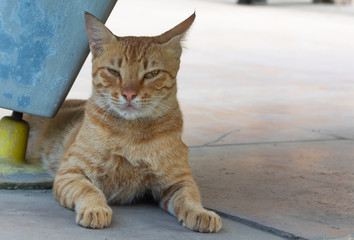 A cute golden brown cat relaxing under shade during a summer noon.