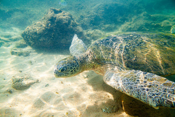 Obraz na płótnie Canvas A large green turtle swims underwater in the Indian Ocean.