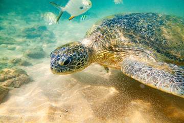 A large green turtle swims underwater in the Indian Ocean.