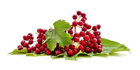 Red berries of viburnum with green leaf. - obrazy, fototapety, plakaty