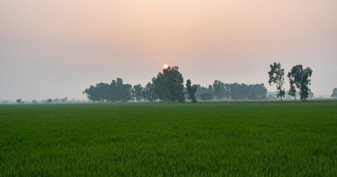 Beautiful landscape with lush green paddy fieds and setting sun behind eucalyptus trees.