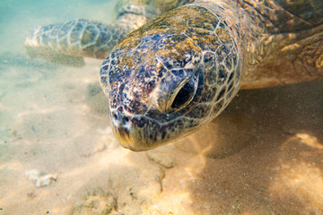 Obraz premium A large green turtle swims underwater in the Indian Ocean.