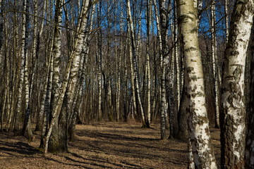 Early spring in a birch grove, Russia.