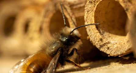 wild bee on insect hotel