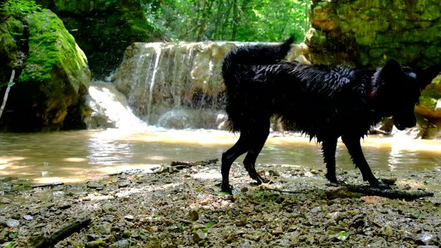 Drenched Mudis dog shakes off water, splashes fly in all directions.