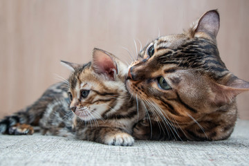 an adult cat caresses its Bengal kitten