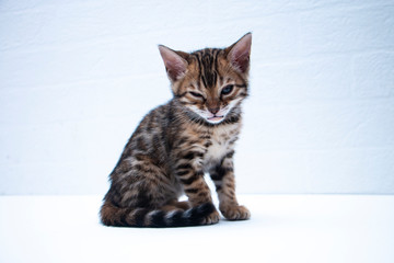 portrait of a cute Bengal kitten