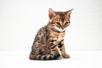 Fototapeta na wymiar portrait of a cute Bengal kitten