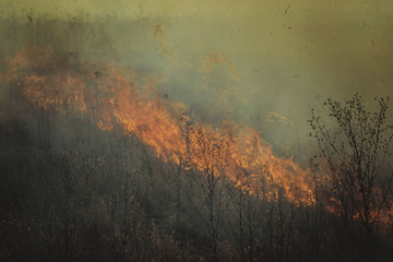 Burning dry last year's grass - flames and smoke on the field