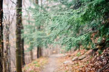 a view of a hiking trail with a pine tree in the foreground