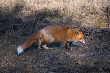 Red wild fox on a hunt in a field among stale grass