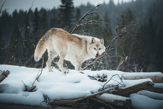 Grey wolf wild golden fur standing in the snow forest licking his face, Golden, British Columbia, Canada