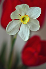 Fototapeta na wymiar white daffodil on a blurry red background