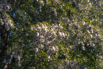 Poplar tree in the fluff