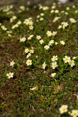 Fototapeta premium Low angle of shot a spring flower (cowslip, Primula veris)