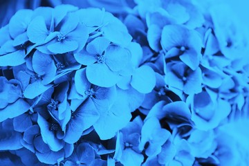 Blue hydrangea or hortensia flower, floral background