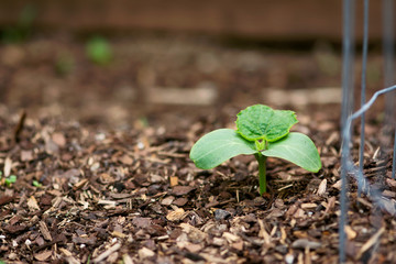 Green Cucumber Seedling