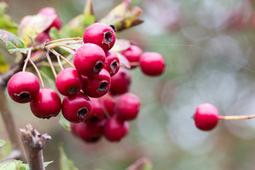 close up of Fruit of the hawthorn, Crataegus monogyna, Red Berries