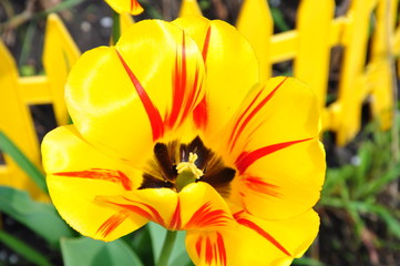 open yellow Tulip
