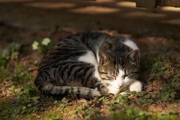 Naklejka na ściany i meble Cat having a nap in the afternoon Sun