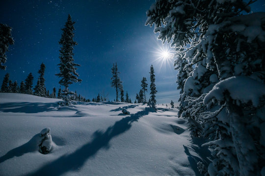 Night winter landscape with the trees in the full moon light, Yellowknife, Northwest Territories, Canada