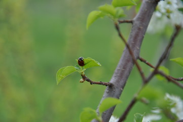 ladybug on a branch