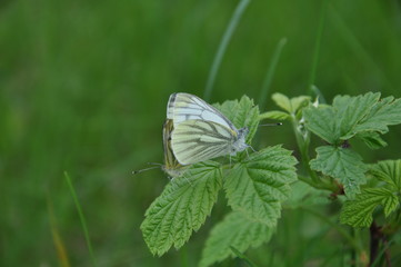 two butterflies on a raspberry leaf