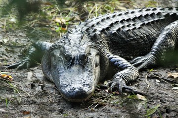 Alligator à l'attente