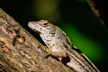 lizard on tree