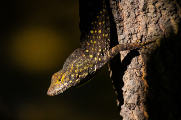 lizard on tree