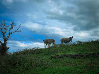 Naklejka na ściany i meble Group of donkeys on top of a hill.