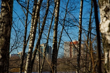 Urban high-rise buildings crowding a birch forest, Russia.