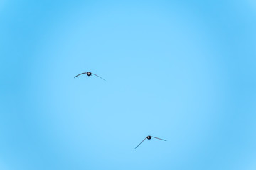 The swift flight of swallows