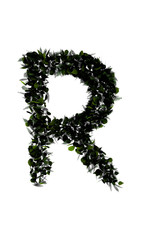 Letter R made of leaf isolated on white.made in 3d