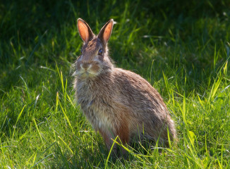 Sunny Bunny