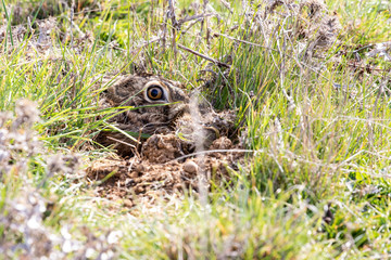 European hare head (Lepus europaeus) camouflaged among the vegetation.
