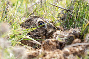 European hare head (Lepus europaeus) camouflaged among the vegetation.
