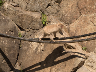 Monos en la reserva de Jigokudani, Yudanaka, Nagano